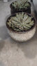 仟尚亿多肉花盆陶瓷个性简约室内植物创意粗陶花盆栽花盆透气大口径组合 大号福罐随机4个 中等 实拍图