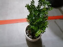 清香胡椒木绿植5年大苗四季长青会发出清香的植物清香木防蚊虫驱蚊草花卉室内客厅办公室桌面绿植不含盆 三年苗 实拍图