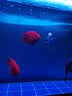 闽江（minjiang）鱼缸水族箱免换水生态造景客厅屏风中大型玻璃龙鱼缸观赏鱼家用 黑色（礼包+升级过滤） 长80*宽30*高139（缸体+储物柜） 实拍图