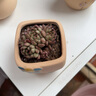 墨一【送货上门】多肉植物带盆组合套装多肉办公室绿植花卉三八节礼物 红宝石 群生2-3头【塑料盆栽好】 实拍图