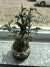 幼薇茉莉花盆栽花苗四季常青植物室内花卉开花不断绿植盆栽 小叶栀子花+莲花盆+圆形底盘 带盆栽好 实拍图