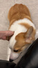 K9狗粮 全价冻干风干3+混合昆虫蛋白犬粮全犬期通用 (鸡肉配方)1.5kg 实拍图