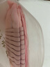 戈迈斯收腹带产后产妇顺产专用剖腹产塑腰月子束腰束腹束缚带 XL 收腹带+盆骨带（121-150斤） 实拍图