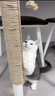 柒哦猫玩具DIY剑麻绳猫爬架专用麻绳耐抓磨猫抓柱猫抓板猫咪磨爪用品 手工麻绳【6毫米20米】 实拍图