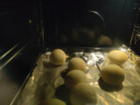 展艺烘焙原料 麻薯预拌粉 面包粉麻薯糕点原料高筋粉250g 晒单实拍图