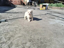 旺园兴中华田园犬家养幼犬土狗小狗混血狗大黄狗活体种狗崽 实拍图