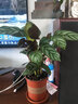 室内绿植花卉盆栽孔雀竹芋 猫眼彩虹绿植盆栽植物 新飞羽竹芋30-40厘米高 原盆原土发货 含原装简易塑料盆 实拍图