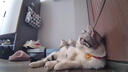 铂呐苓猫项圈项链狗狗宠物长命锁猫咪项链铃铛挂绳狗牌猫牌饰品 宠物项链【红绳-小金锁】M码 实拍图