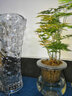 锦枫水培花卉盆栽 办公室水培绿植花卉盆栽玻璃花盆 办公室推荐A【4盆】 含盆栽好+营养液一只 实拍图