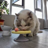 FD.Cattery猫碗冰淇淋陶瓷猫狗碗食盆高脚护颈釉质易清洗黄色小号猫条罐头碗 晒单实拍图