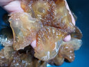 吕洞宾海蜇小片子凉拌海蜇头南通启东野生海蜇凉拌冷下酒菜 海蜇小片子900g 实拍图