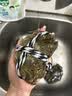 【活蟹】水淼鲜 洪湖大闸蟹鲜活螃蟹生鲜现货海鲜水产中秋礼盒 公2.7-3.0两 母1.7-2.0两 4对8只 实拍图