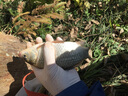 捍太郎牵龙长杆19调传统钓鱼竿轻硬长节手竿1钓竿大物杆打窝杆炮竿 足尺19调捍太郎牵龙鲇8米+粗稍+前三节+礼包 实拍图