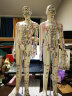 卓越科人体针灸模型人经络穴位中医全身十二铜人模特图可扎针练习小皮人54厘米数字扎针白男 实拍图