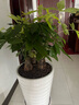 仙植缘【2小时同城】大型发财树盆栽客厅步步高升绿植办公室内开业乔迁 |约1米|三颗瓶树头发财树|白瓷盆 专车送货 更快更好 实拍图