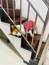 ISPET狗狗衣服宠物泰迪猫咪衣服金毛大中小型犬薄款四季通用&新疆棉 红色-部分码数升级两袖 3XL 建议21-30斤 实拍图