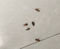 驰天蟑螂药室内升级新配方杀蟑饵剂灭蟑清小蠊克星家用杀蟑神器 实拍图
