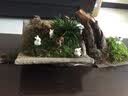 石光小站 吸水石假山微景观园艺盆景小盆栽多肉迷你DIY装饰造景小摆件 配件 微景观水族鱼缸陶瓷摆件 树脂骏马 实拍图
