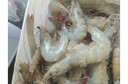 厄瓜多尔大虾海鲜生鲜虾类海鲜鲜活王牌大虾特大白虾厄瓜多尔 1盒装 1.65kg(净重)  /盒（20-30） 实拍图