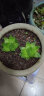 轩林美 一元 植物盆栽 阳台室内盆栽肉肉植物老桩 办公室创意绿植花卉 京之华玉露（2-4cm) 实拍图
