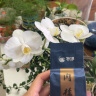 中茶海堤 肉桂茶叶盒装 福建乌龙岩茶 中足火 （内置30包）250g*1盒 实拍图