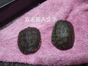 御聚源【招财镇宅】纯种南石龟黄金长寿福龟乌龟活物 宠物龟小乌龟活体 1-2两（6-7厘） 2只情侣装 实拍图