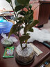开时果 小盼菩提盆栽（带果发货）中式禅意绿植物桌面盆景源头直发包邮 莲花古陶盆+托盘+木托（3-5颗大果） 小盼菩提（带果发货-含盆植） 实拍图