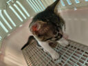 养只宠物（YOUNGER PET）猫咪狗狗脖圈跳蚤圈体外驱用品宠物狗猫咪项圈猫狗跳蚤虱子用品 狗用项圈【长38CM】（1个装） 狗用 实拍图