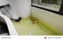 中国红冷水淡水观赏鱼锦鲤鱼活鱼金鱼小型好养红鲤鱼纯种小锦鲤 19-21cm长黑白黄红各一条 实拍图