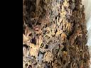 沂蒙山野生侧柏壳5斤 散装枕芯 白头发柏树壳柏子壳挑选 柏壳子 侧柏壳手工挑选5斤 实拍图