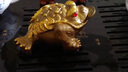 蒙福（mengfu）  感温变色茶宠摆件 金蟾蜍招财茶具配件 创意财源广进茶盘喷水摆件树脂饰品 金色 实拍图