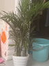 中梦散尾葵植物盆栽客厅大型绿植室内办公室凤尾竹盆景天堂鸟花卉 散尾葵高80-90厘米+螺纹盆 实拍图