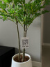 未欧南天竹仿真绿植盆栽高端轻奢室内客厅装饰摆件大型造景落地假花树 3杆南天竹+轻奢花盆 160cm 实拍图