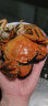 【活蟹】湖鲜阳澄 大闸蟹 去绳足重 1.7-2.0两 8只 鲜活六月黄现货超大螃蟹海鲜礼盒装 实拍图