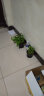 青意萱 室内桌面绿植盆栽植物绿萝吊兰新房装修水培花卉 绿萝+黑色螺纹盆 实拍图