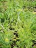 水乡叶儿粑粉四川特产糯米粉猪儿粑粉汤圆粉1000g做糍粑原料 叶儿粑粉1000g【送叶子5张】 实拍图