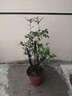 小叶紫檀盆景树桩盆景绿植物室内四季常青盆栽黑骨茶树苗名贵老桩 大号30-35cm高4~6棵【红色育苗盆】 栽好发货 实拍图
