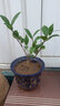 盆栽茶花苗 山茶花苗绿植花卉盆栽四季好养茶花树苗盆栽耐寒花卉观花植物室内花卉绿植开花不断 不含盆 醉杨妃  2年苗 实拍图