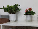 绿有意绿植盆栽多肉花卉盆栽植物室内桌面水培绿植办公室客厅植物懒人 长寿花（四季开花，颜色随机） 实拍图
