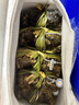 【活蟹】阳澄小斌大闸蟹 鲜活精挑特大螃蟹公蟹母蟹生鲜水产礼盒 精品特大六月黄4.0-4.3两 十只装 实拍图