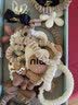 向晚发绳10条奶咖色女童头绳女橡皮筋小熊发圈扎高马尾发圈儿童节礼物 实拍图