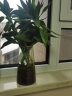 墨斗鱼玻璃花瓶富贵竹插花神器北欧轻奢描金花瓶水培植物透明花瓶花器 实拍图