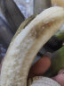 鲜福林云南高山威尼斯香蕉 单根独立包装新鲜水果非芭蕉现摘现发 带箱3斤装 实拍图