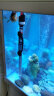 博宇（BOYU）HT款 鱼缸加热棒自动恒温器乌龟热带鱼斗鱼低水位石英玻璃加热器 300W HT-8300 实拍图