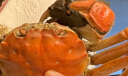 【活蟹】漁家师傅大闸蟹2-2.3两6只去绳足重鲜活螃蟹六月黄现货生鲜水产实物礼盒 实拍图