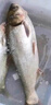 川泽新关东鲢鳙棉花钩弹簧子线双钩钓组鱼钩绑好成品套装专用大物鱼钩 65cm有刺新关东4#线号3.5号 【鲢鳙弹簧棉花双钩套装】 实拍图