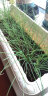 花儿朵朵 韭菜 绿色 蔬菜种子 家庭阳台/园艺休闲 200粒/袋 实拍图