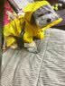 CHU XING JIA 狗狗雨衣全包卡通防水四脚幼犬秋冬宠物衣服泰迪透明雨衣宠物 黄色鸭鸭S（胸围43cm背长29cm 实拍图