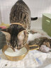 医仕高猫咪月子餐产后营养品猫粮母猫产后催奶下奶补充哺乳期专用猫粮 【产后免疫】月子餐+免疫+赠软罐 实拍图