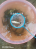 大草鱼苗淡水养殖活体鱼塘吃草食蚊鱼大规格半斤皖鱼冷水观赏食用草鱼鱼苗 50条8-10厘米草鱼加5条防损 实拍图